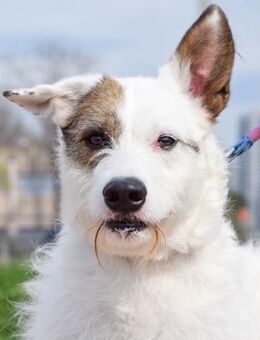 Willy Darcy hat alles verloren...... - Laatzen