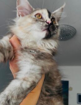 Maine Coon Kitten - Kassel