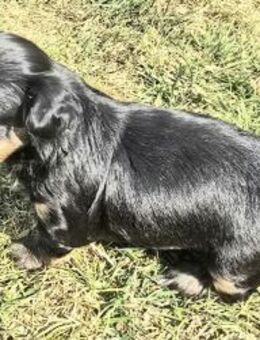 Tess sucht neuen Wirkungskreis ab Oktobe - Olfen