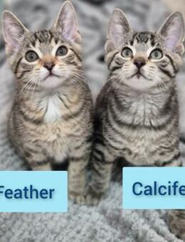 Feather und Calcifer - Schwielowsee