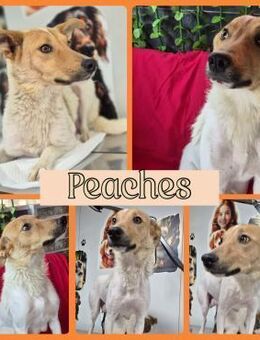 Familie für Peaches gesucht - Bissingen