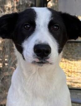 Capper, geb. ca. 06/2024, GRIECHENLAND - Euskirchen