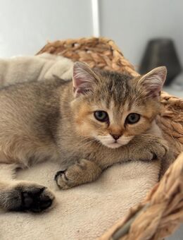 BKH Kitten, Britisch Kurzhaar Kätzchen - Ellhofen