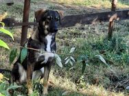 Unsere Ronja sucht dringend ein für immer Körbchen - Angern