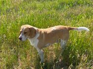 Beagle sucht neues zu Hause - Beelitz
