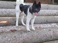 American Akita in 84061