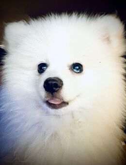 Pomsky‑Hündin, 12+ Wochen, geimpft & gechippt – Abgabe ab 14.07.2025 in Raunheim (Hessen) - Raunheim