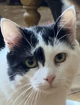 Flash - Blitzgescheit und einmalig - Süderbrarup