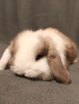 Kaninchen/Zwergwidder/MiniLop/Zwergkaninchen - Babies zur Abgabe - Salzgitter