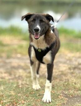 ☀️Toller Junghund Boris☀️ - Eislingen (Fils)
