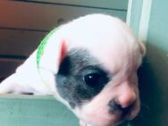 1 Französische Bulldogge Welpe Hündin - Neukirch (Lausitz)