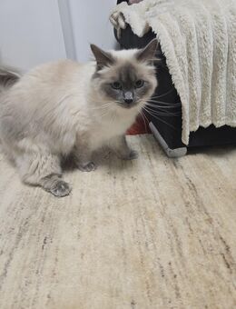 Heilige-birma Kater - Hamburg