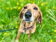 Mimika, verspielte Hundedame, 9J 83242 - Vaterstetten