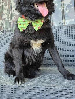 Onyx, sehr freundliche, hübsche Hündin - Köln