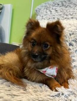 Nina 4 Jahre Kleinspitz - Kassel