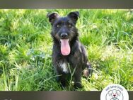 Pluto Ein waschechter Spielgefährte! - Kirchzell