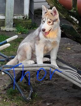 Titel: Siberian Husky Welpen suchen ein liebevolles Zuhause - Ebstorf (Klosterflecken)