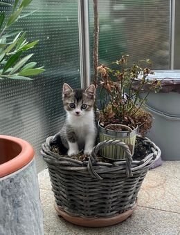 BKH Kitten Kater - Frankenthal (Pfalz)