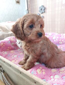 Cavapoo Welpen - Aurich