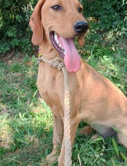 PLUTON - energiegeladen und verspielt - Aerzen