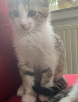 Babykatzen - Paderborn