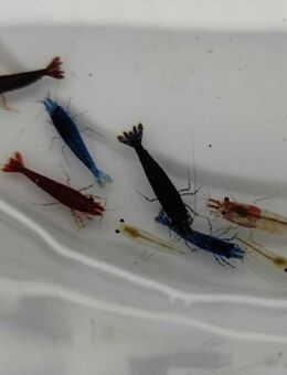 Garnelen MIX - Neocaridina davidi " A Grade " - Odelzhausen
