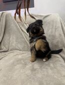 Hundewelpen Altdeutscher Schäferhund-Colli mix in 41363