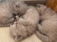 Drei niedliche British Kurzhaar Katzenbabys in der einzigartigen Lilac-Farbton - Gera