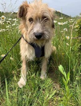 Ulf sucht ein liebevolles Zuhause - Blankenheim (Nordrhein-Westfalen)