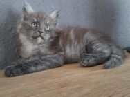Maine Coon Junge mit Stammbaum in black smoke - Murrhardt