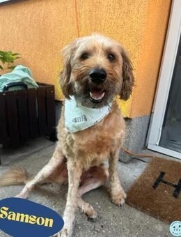 Samson SR - offen, freundlich - Rheine