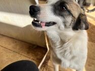 🐾 Liebevolle Pippi 🐾 - Eislingen (Fils)
