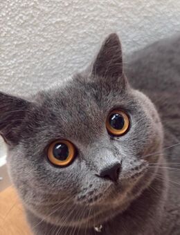 Deckkater British Kurzhaar - Uznach