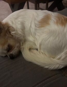 Gismo sucht liebevolles Zuhause - Mücke