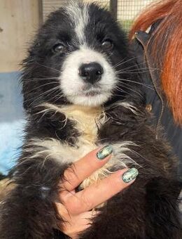 Lolita im städtischen Canile - Bad Vilbel