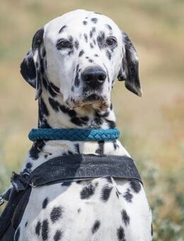 Jimmy SI wünscht sich liebe Menschen - Neustadt (Rübenberge)