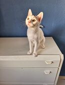 Kitten kater weiß sucht ein zuhause in 29525