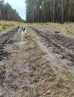 Jack-Russel-Terrier Welpen / Junghunde abzugeben - Gorleben