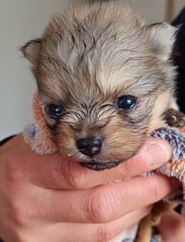 Pomeranian-Welpen an Tierliebhaber zu verkaufen - Bilten