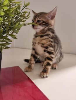 Bengalkitten - Frankfurt (Main) Nied