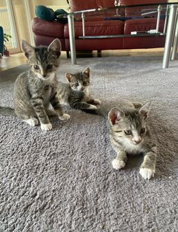 Katzenbabys Kätzchen - Dülmen