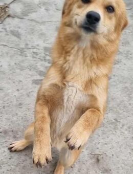 Runa von kettenlos - Bollingstedt