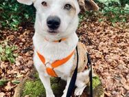 Brendon aus Bochum - Velbert
