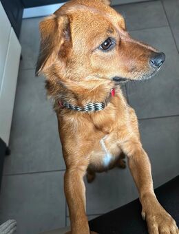 Emma zu verkaufen - Belgern-Schildau