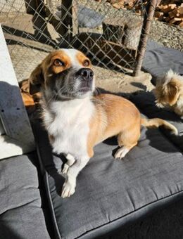 Betty braucht Ruhe und Sicherheit - Chemnitz