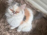 Liebe langhaar Katze - Märkische Heide