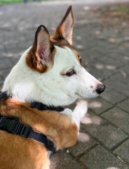 Corgi mix Hündin in gute Hände abzugeben - Mannheim