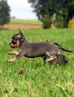 Auszugsbereit 2 Süße typvolle Chihuahua Rüden Welpen 2KH in Sonderfarben blue-Tan, Brindle - Biebergemünd