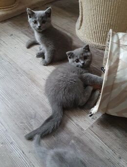 BKH-Kitten - Berlin Treptow-Köpenick