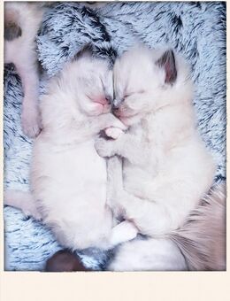 Bezaubernde Ragdoll Kitten - Gelsenkirchen